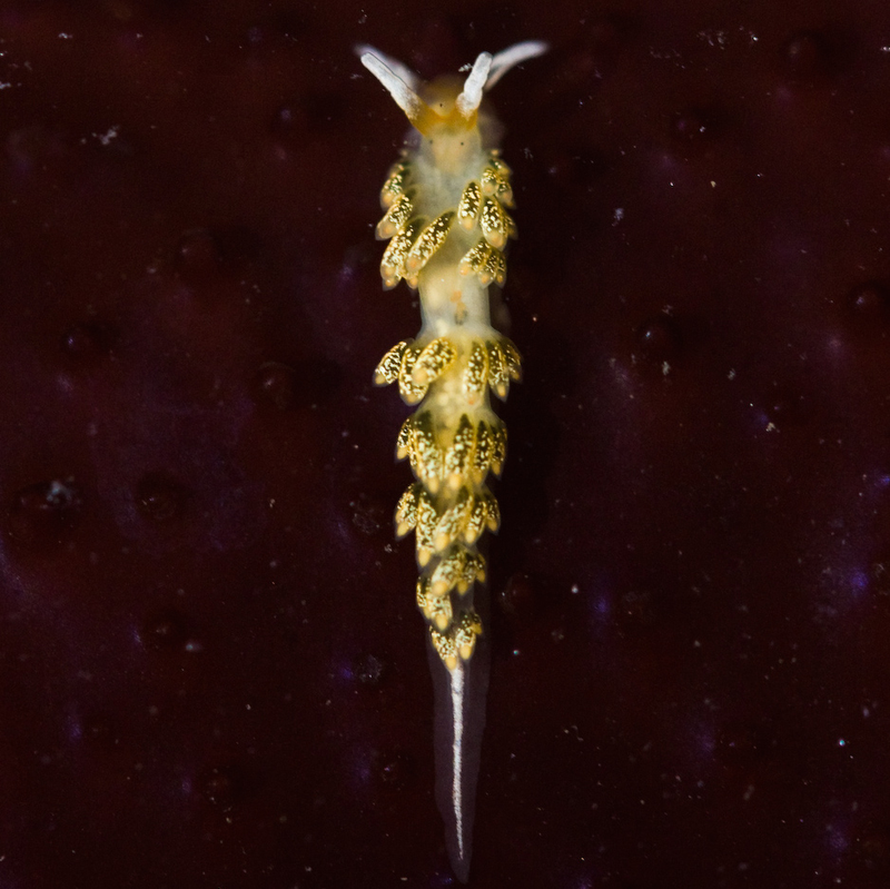 Illustration for article titled Striking Photographs Of Sea Slugs Expose The Alien World Under the Sea
